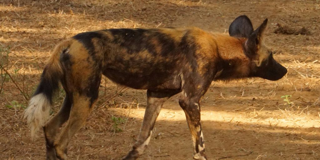 a kangaroo walking on dirt