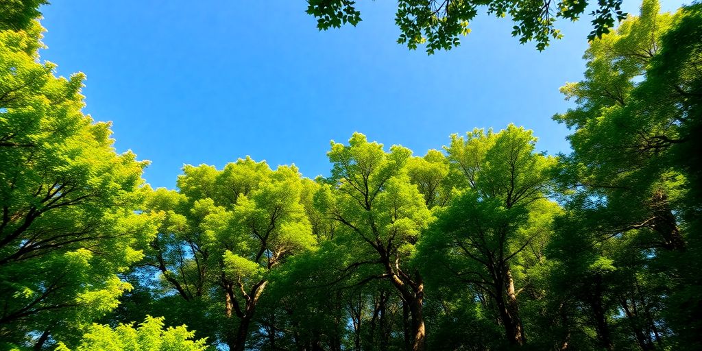 Pădure verde inundată de lumina soarelui.