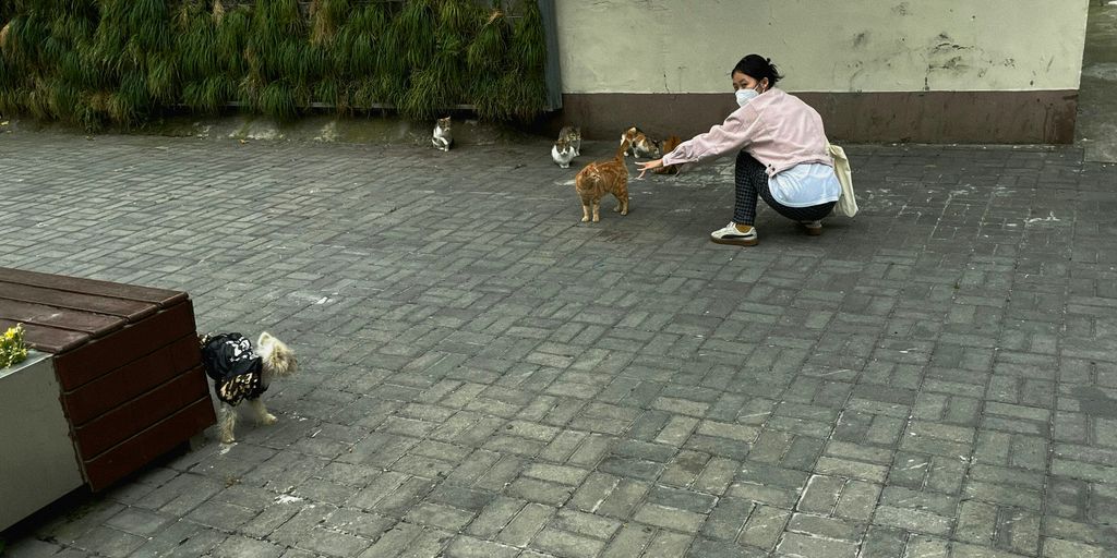 a person and dogs on a brick road