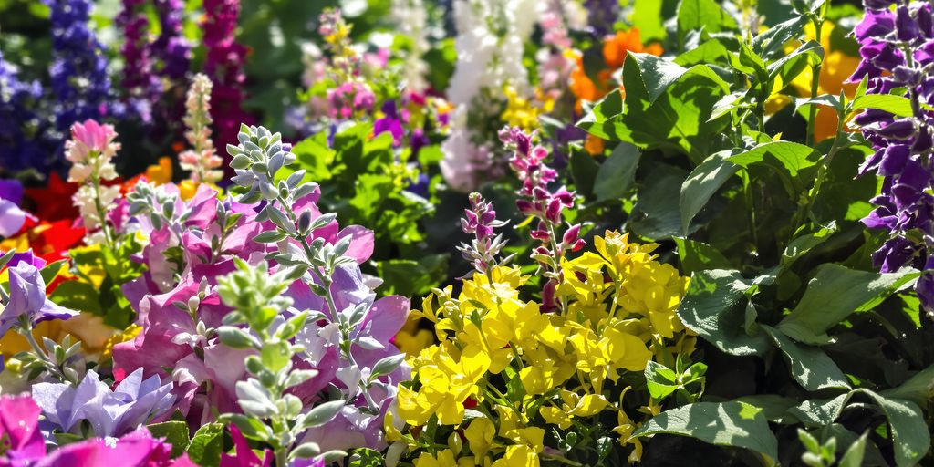 Colorful herbs and flowers at an outdoor festival.