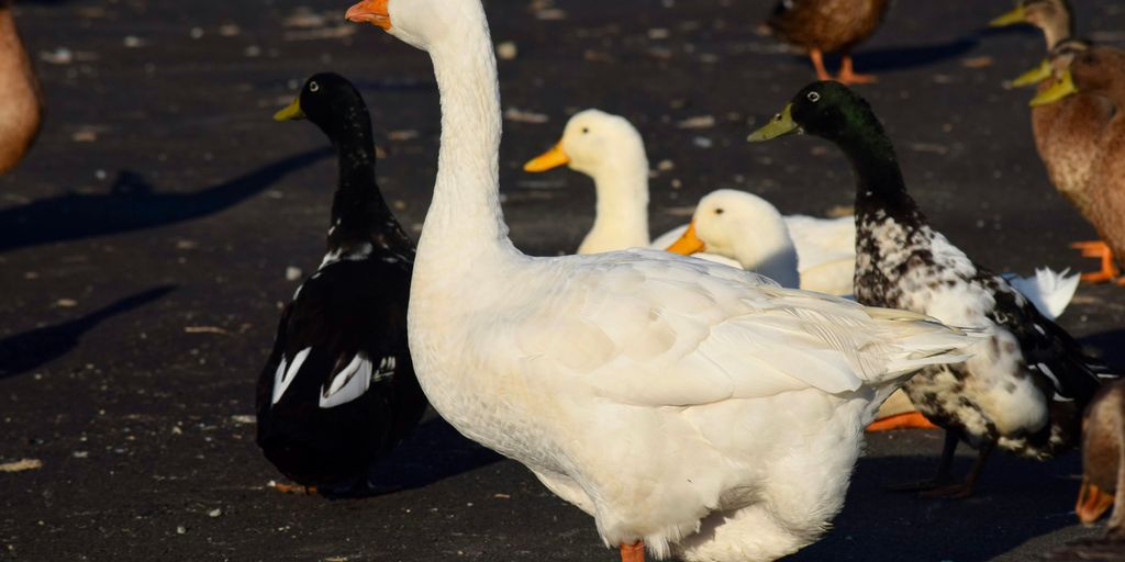 a group of ducks and ducks walking on a road que se necesita para vender enamazon