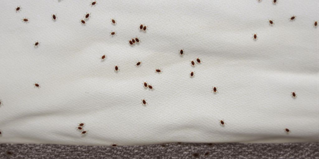 Ploșnițe pe o saltea, infestare vizibilă.