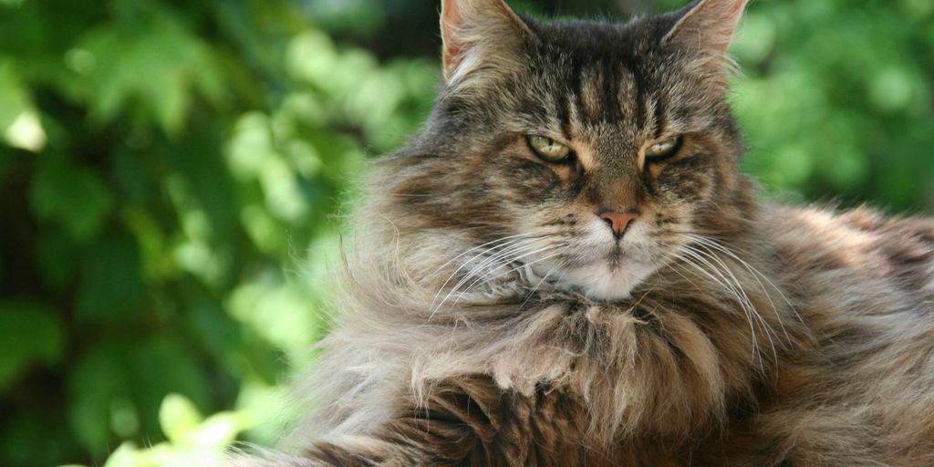 long-furred brown cat
