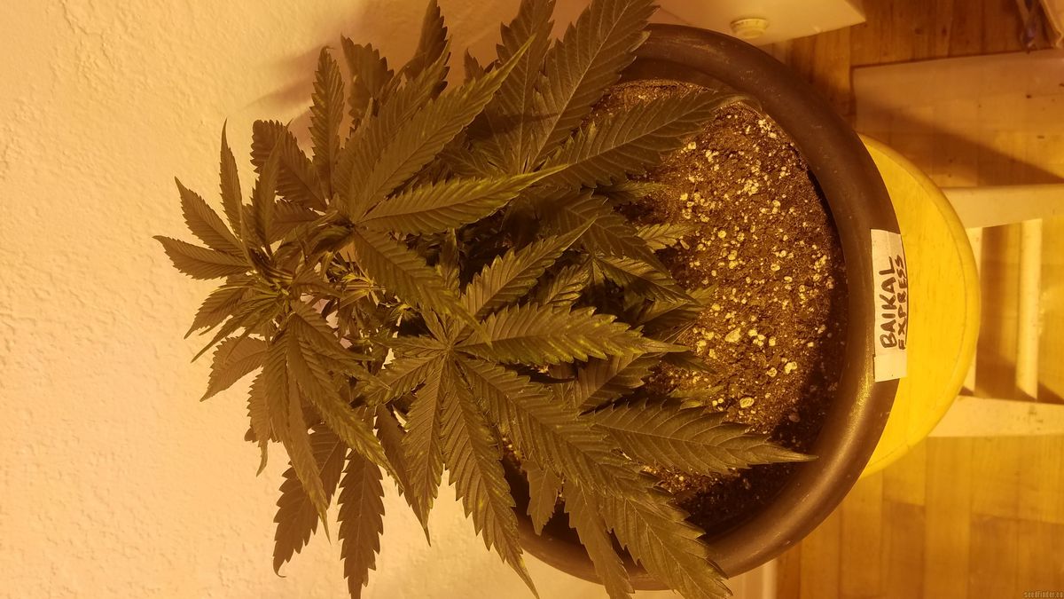 Häufige Fehler beim Kauf von Cannabissamen vermeiden