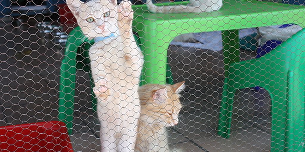 cats playing and socializing in a spacious cat boarding facility