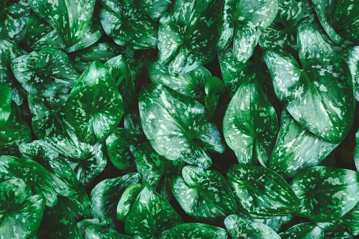 The Economic Impact of Hydroponic Gardening