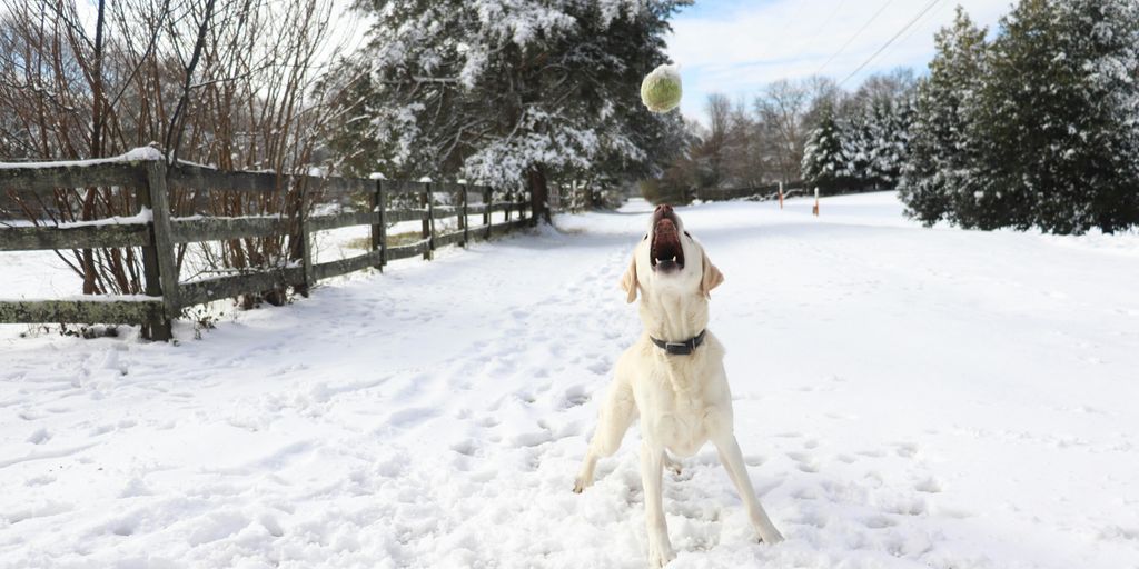 A dog playing with a ball in the snow