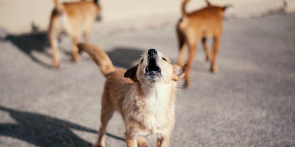 brown and white short coated dog running on gray concrete floor during daytime
