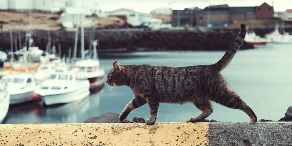 tabby cat on ledge