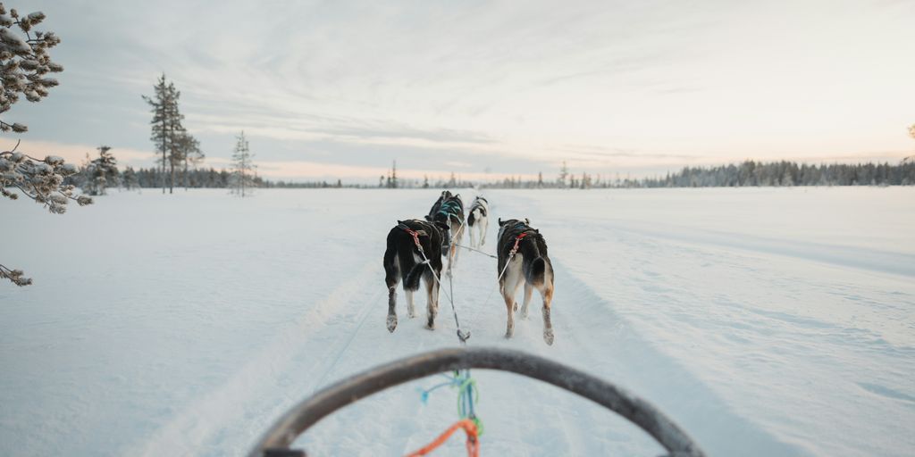 Two dogs pulling a sled across a snow covered field