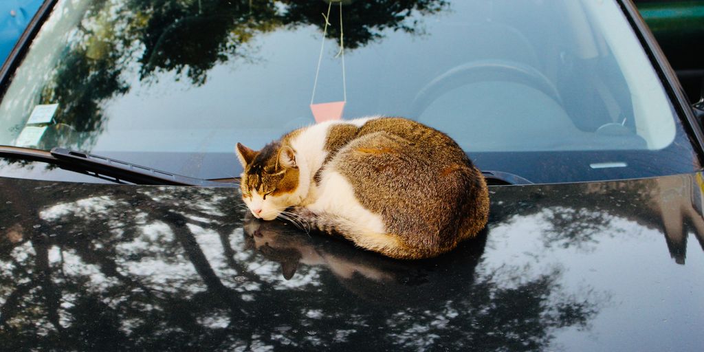 cat on a car during daytime