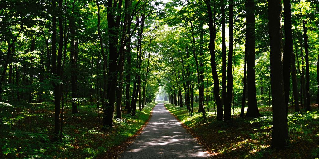 Caminho em floresta, luz do sol, natureza tranquila.