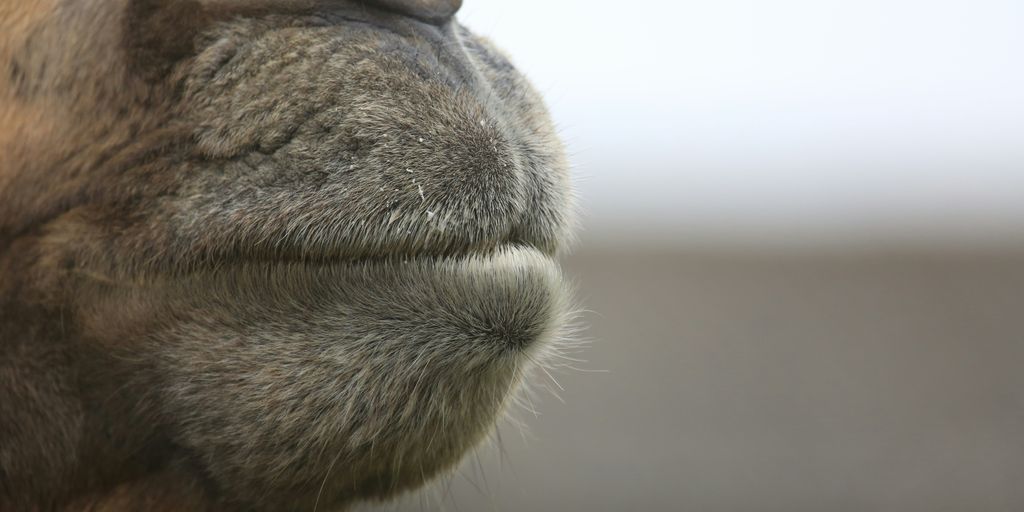 macro photography of animal's mouth
