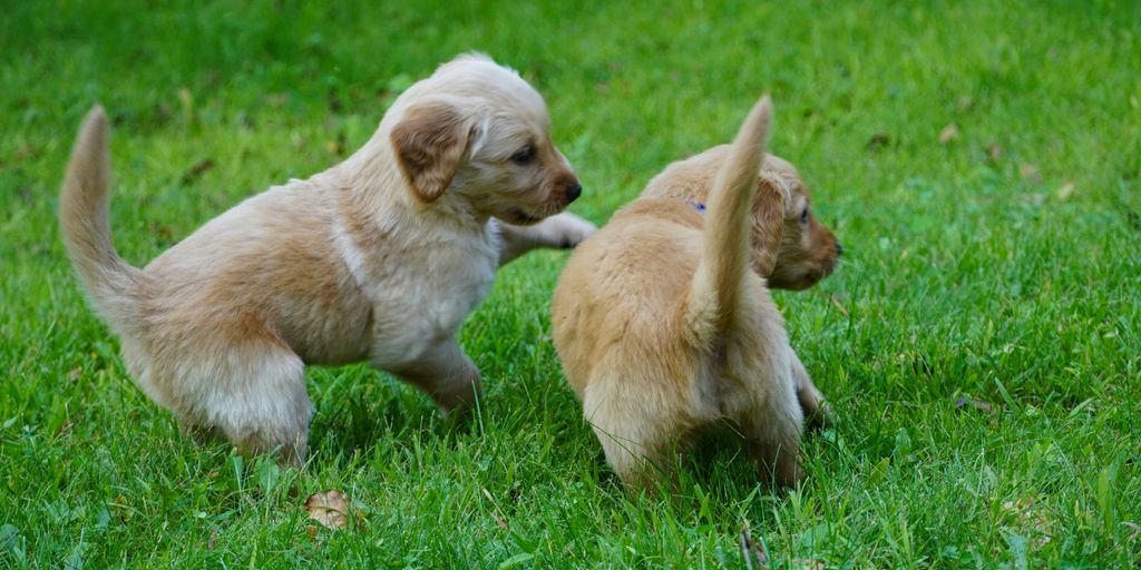 two puppies playing with each other in the grass