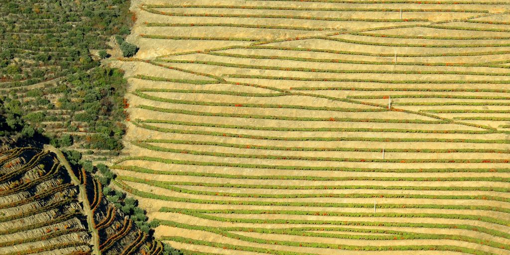 an aerial view of a field with many rows of trees