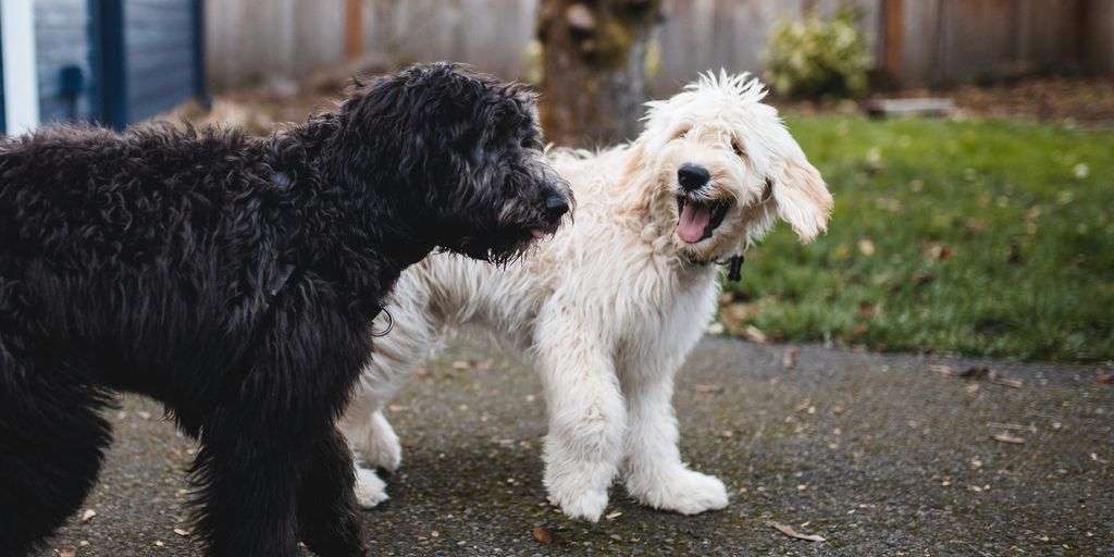 two black and white dogs walking at pathway