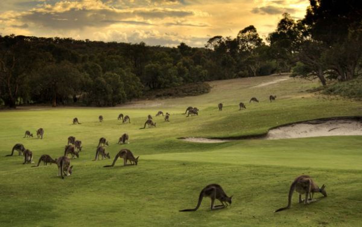The Future of Golf in Australia