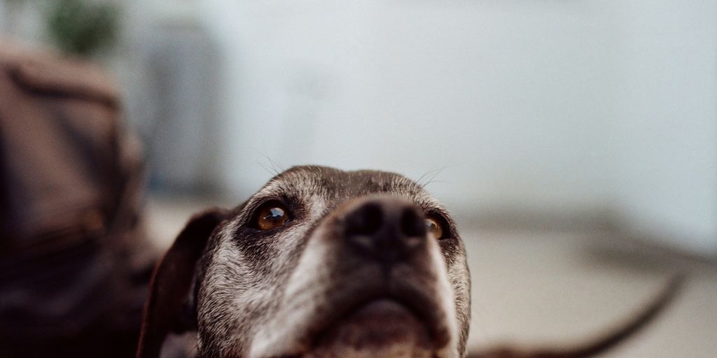 a close up of a person holding a dog