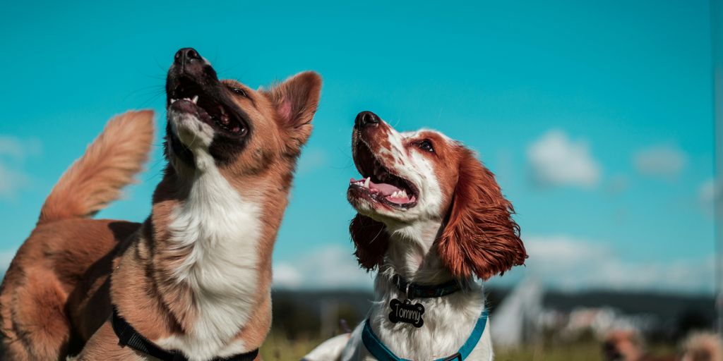 two white and brown dogs