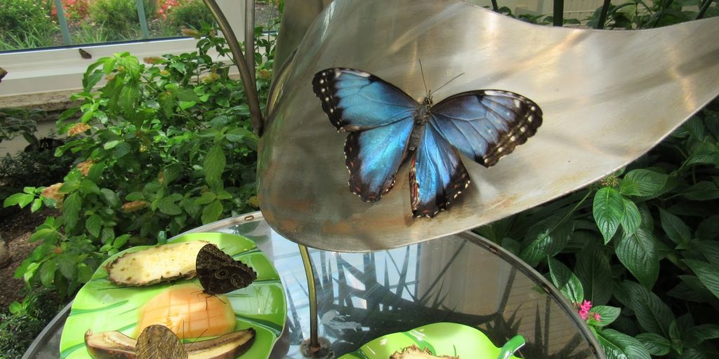 butterfly garden with ornaments and structures