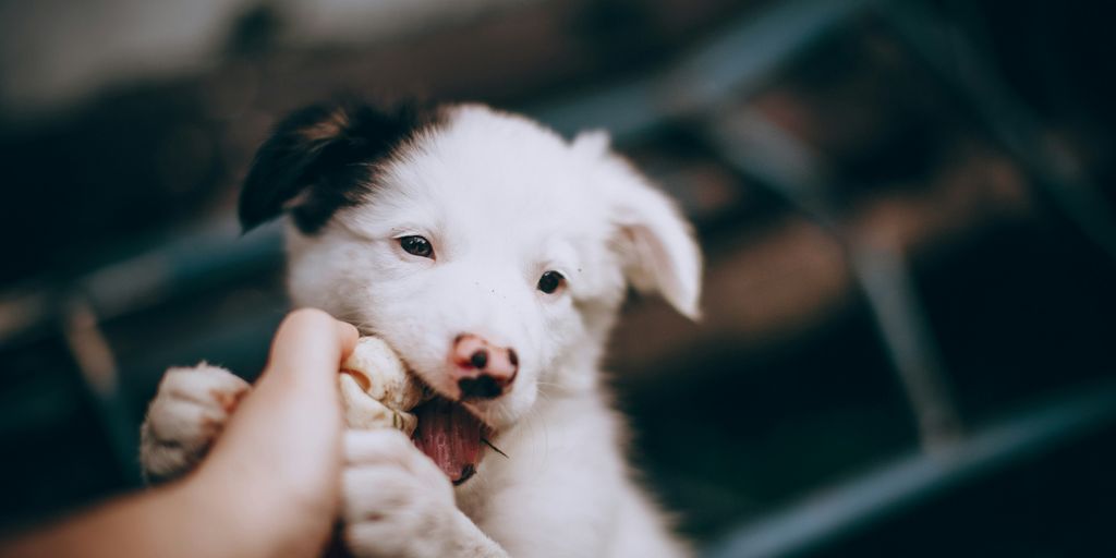 white and black border collie puppy