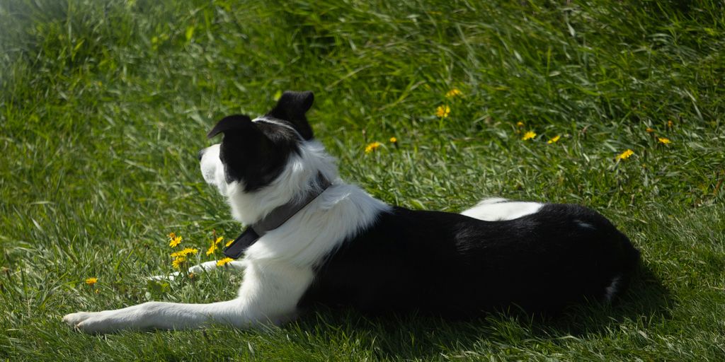 A black and white dog lies on green grass.