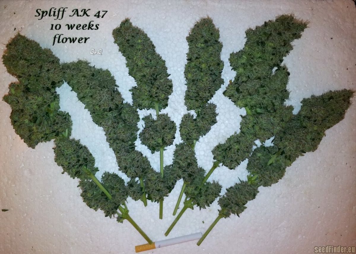 Auswahl des richtigen Cannabissamen-Anbieters