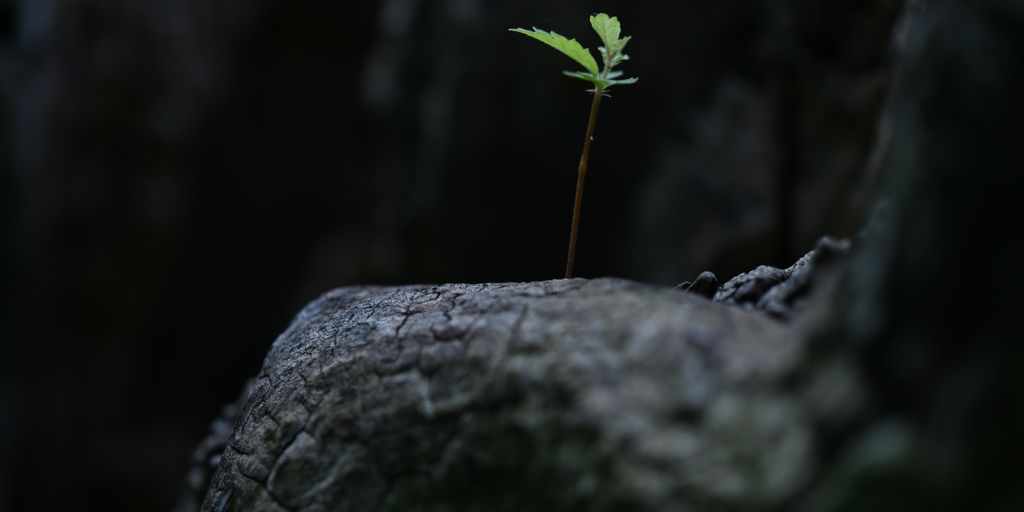 green plant on gray rock