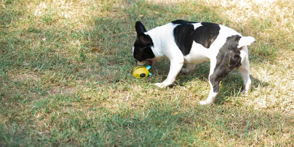 A black and white dog plays with a toy.