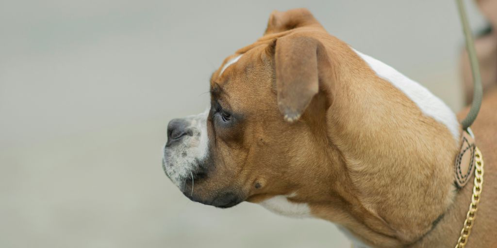 a close up of a dog on a leash