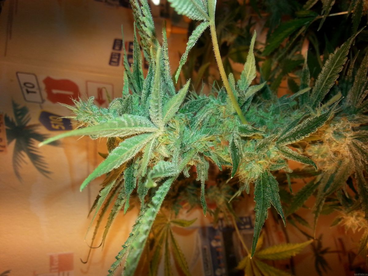 Cannabis-Communitys und Veranstaltungen in Achterwehr