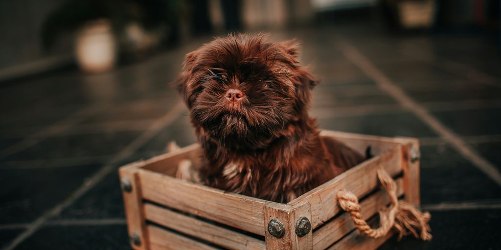 brown long coated small dog on brown wooden crate