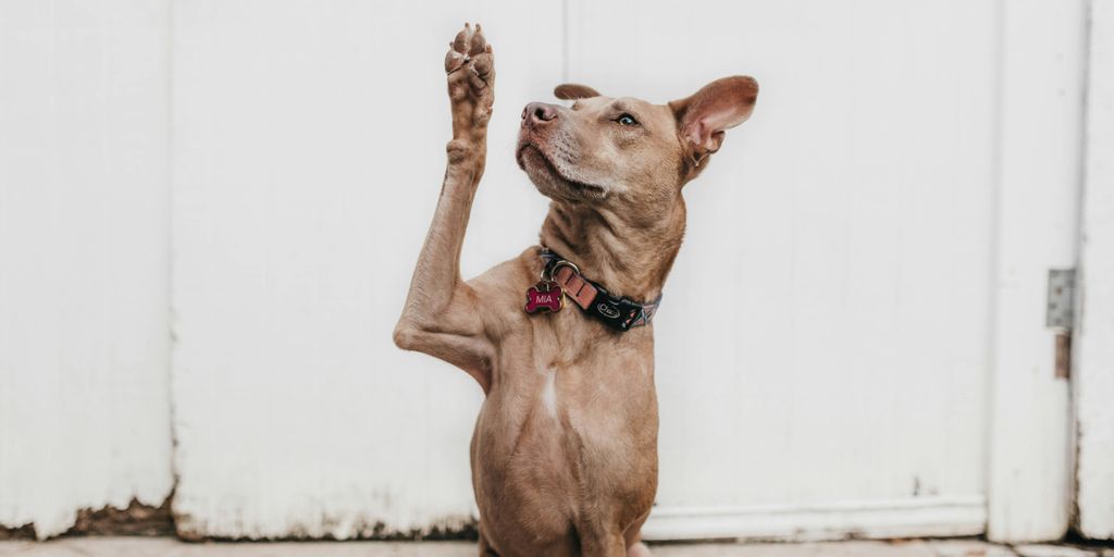 short-coated brown dog