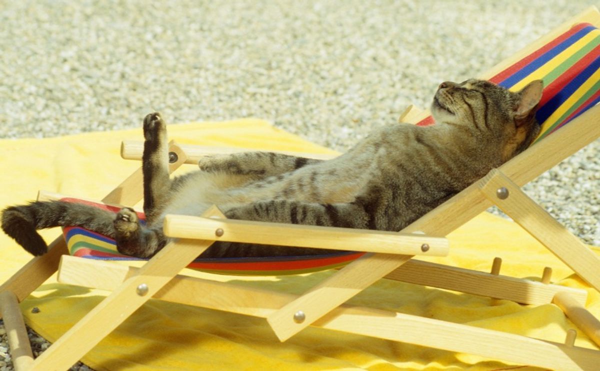 Why Choose Us? The Cat's Meow of Caregivers