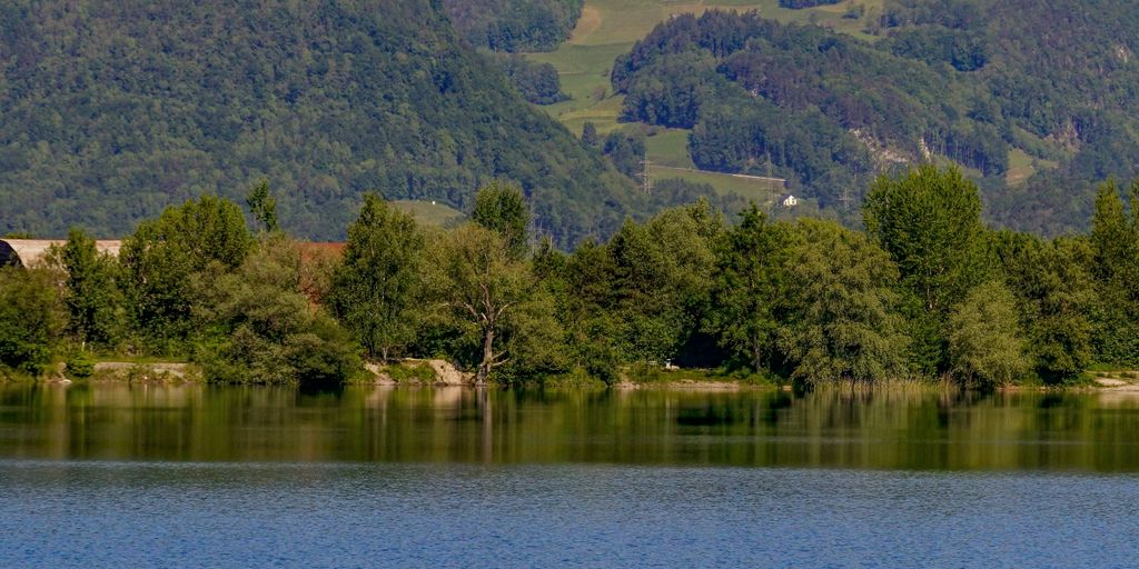 body of water near trees