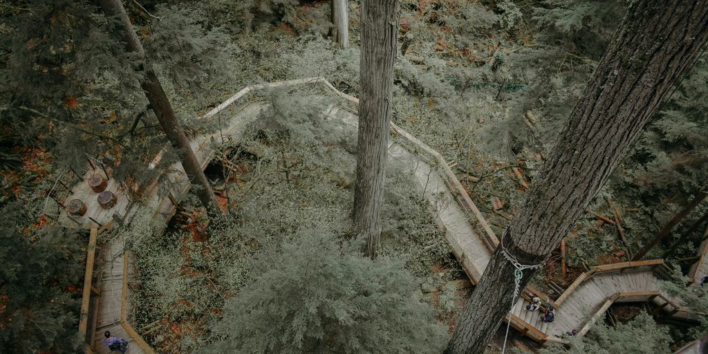 aerial photography of wooden pathway running across trees