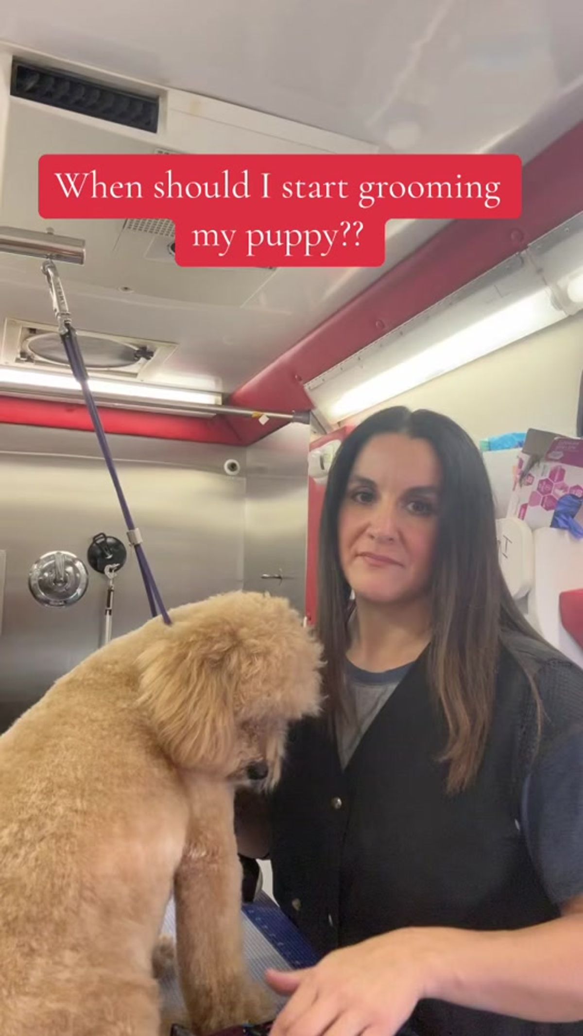 Professional Grooming: When to Call in the Experts