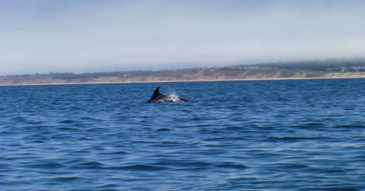 Reel in the Fun: Fishing Charters and Tours