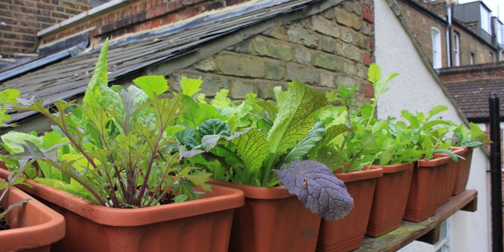 innovative vertical gardening solutions in urban environment