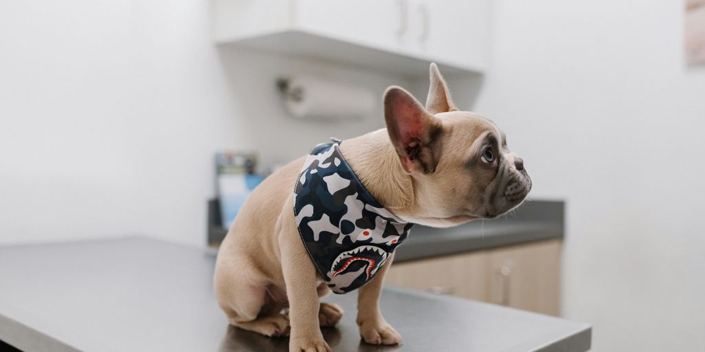 white french bulldog wearing blue and white polka dot shirt
