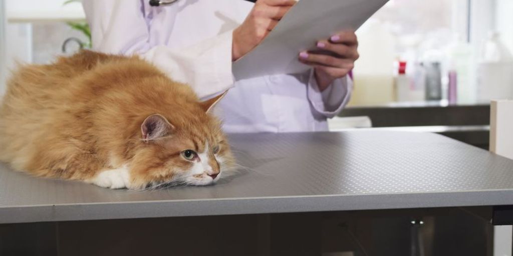 veterinarian examining a cat in a clinic