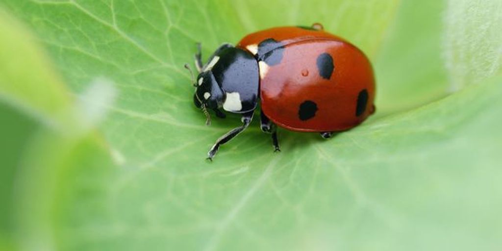 beneficial insects in a garden