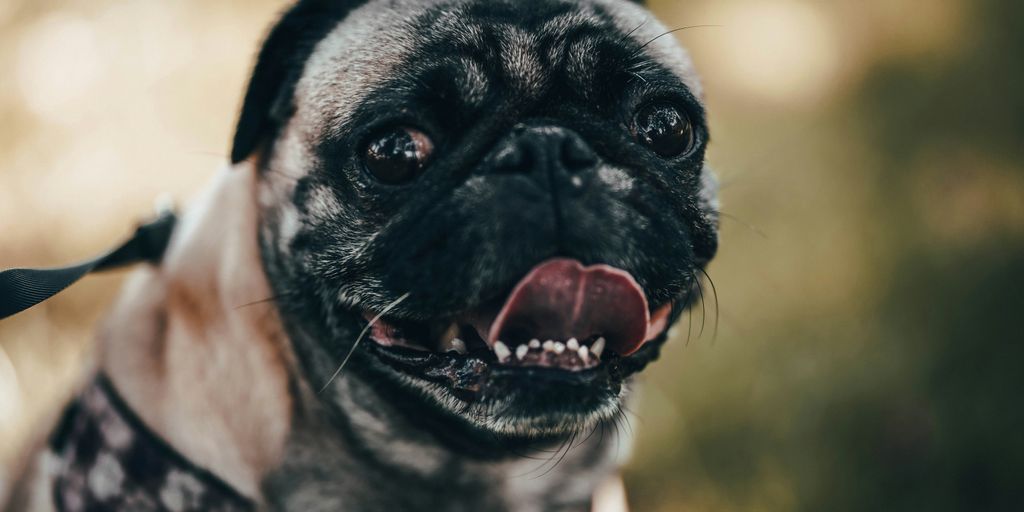 close-up photo of fawn pug showing tongue