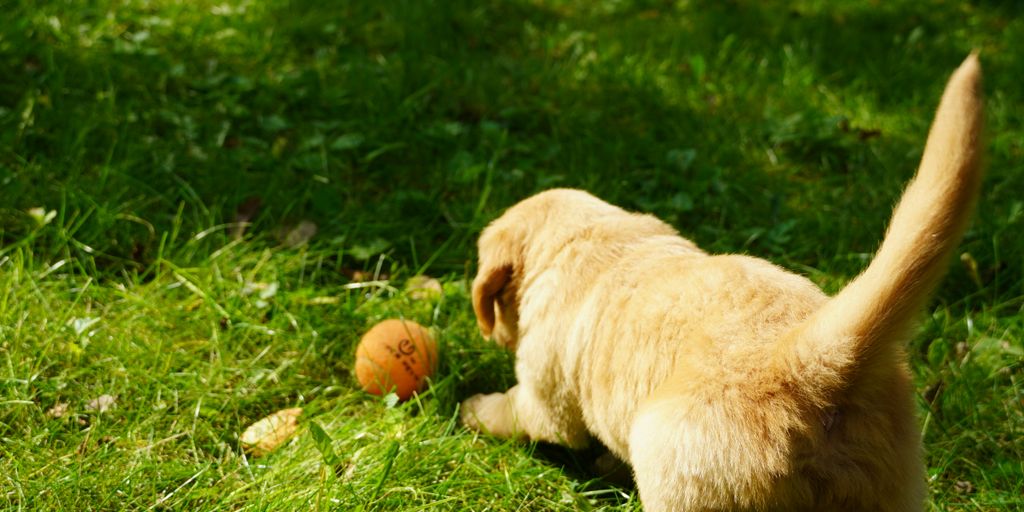 a dog playing with a ball in the grass