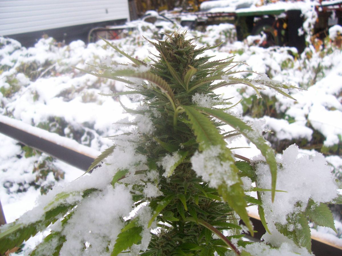 Warum Cannabissamen in Achslach bestellen?