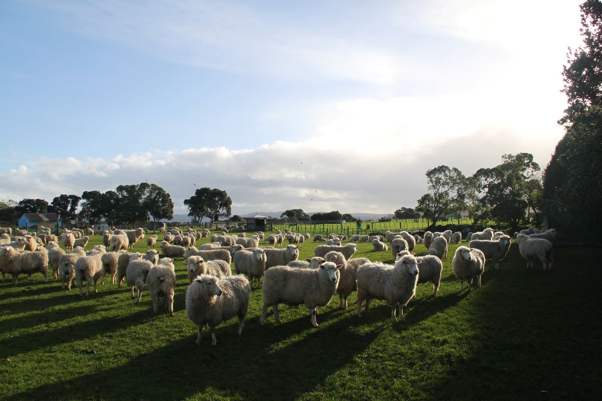 Local Flavors: Family-Friendly Food and Farm Experiences