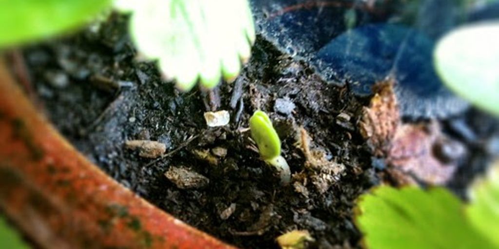 companion planting in a garden with healthy soil