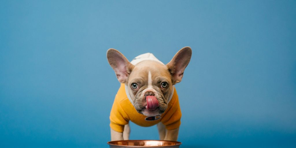 brown french bulldog in blue bucket