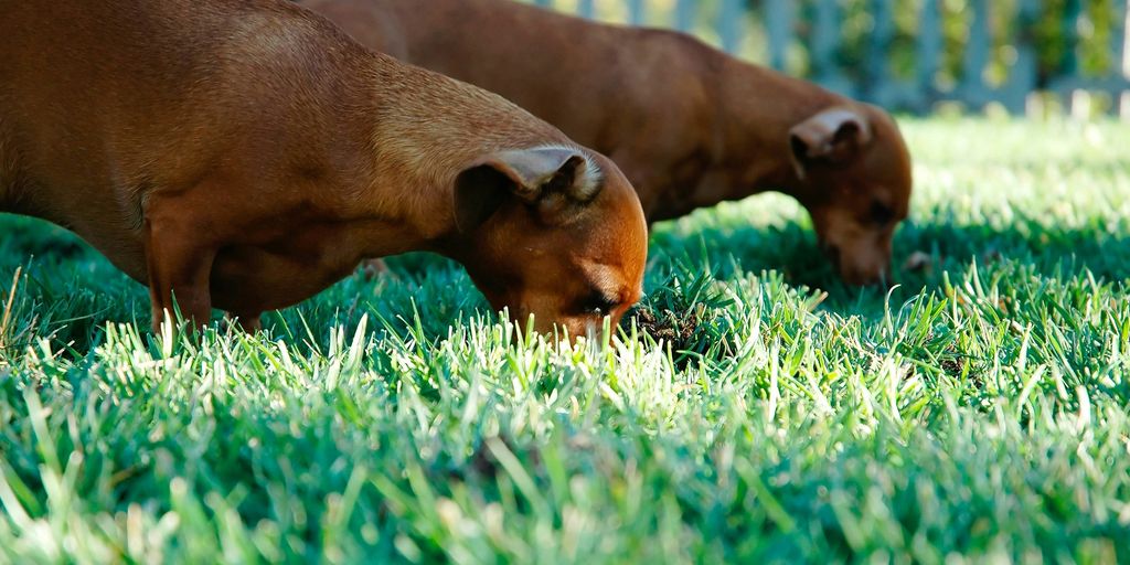 two short-coated tan puppies on grass field during dayitme