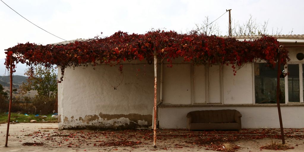 red and white vine plant on white concrete wall